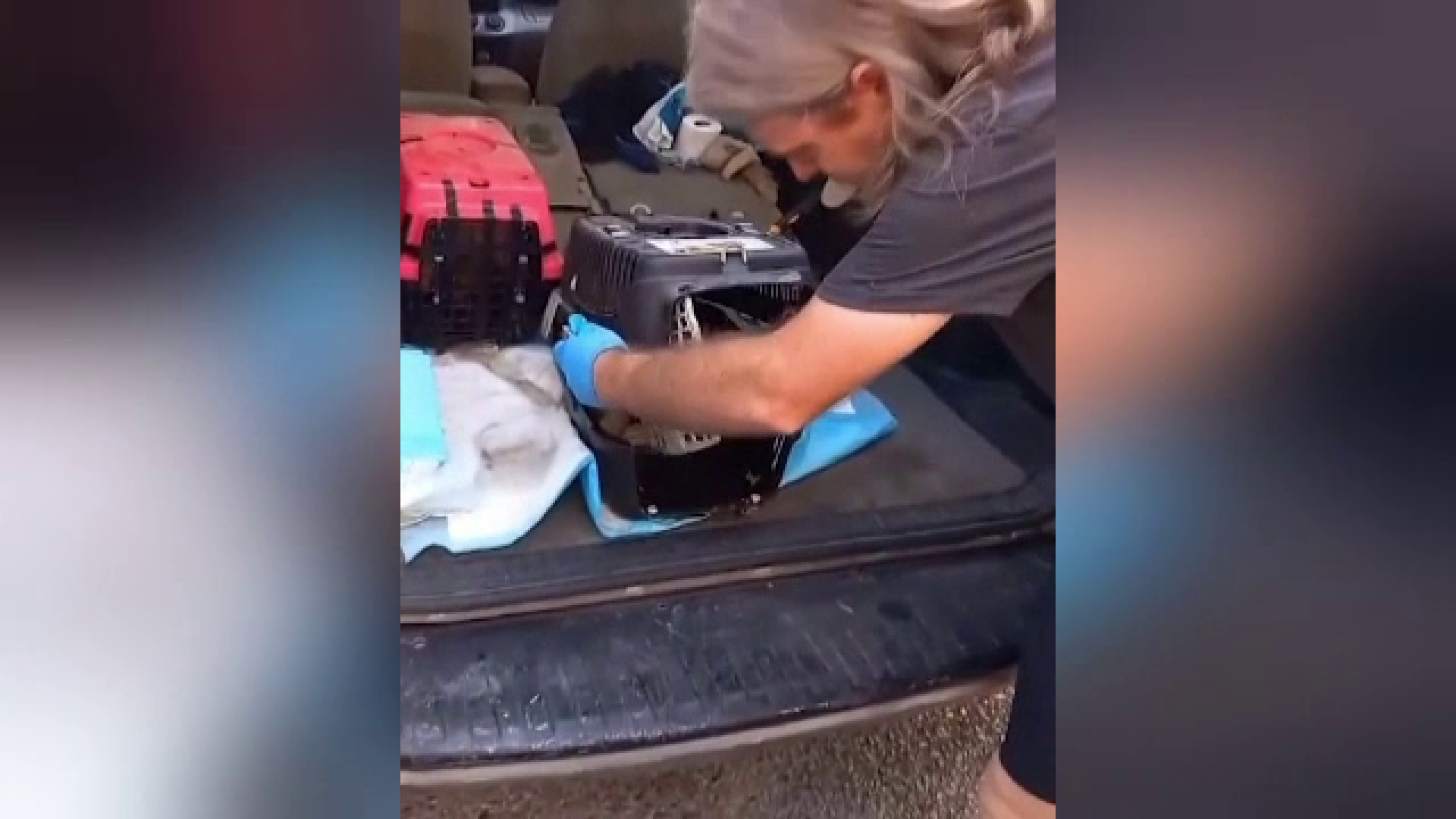 Ce au descoperit polițiștii din Liban în spatele unor cuști, într-o dubă care venea din Siria. Șoferul a fost reținut