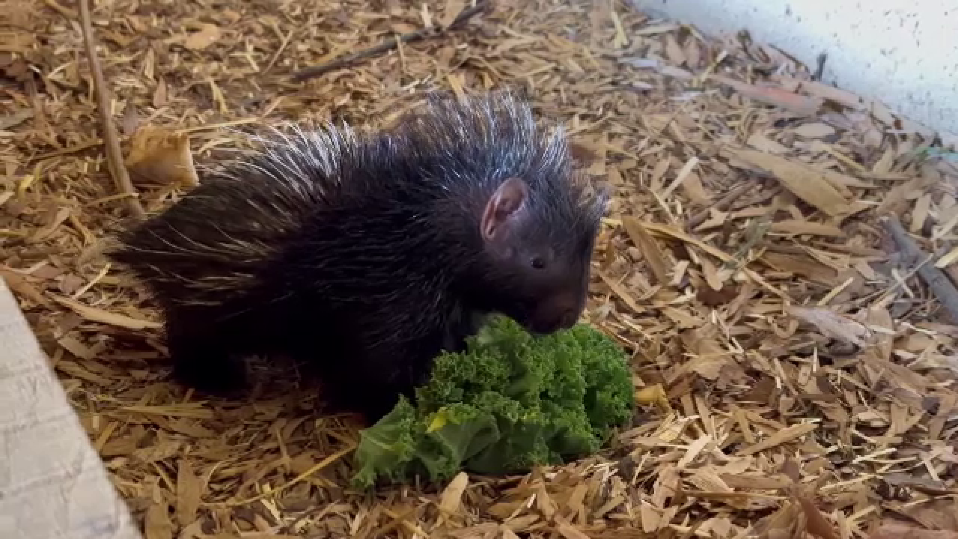 Un pui de porc spinos a făcut spectacol la o grădină zoologică din Marea Britanie | Video