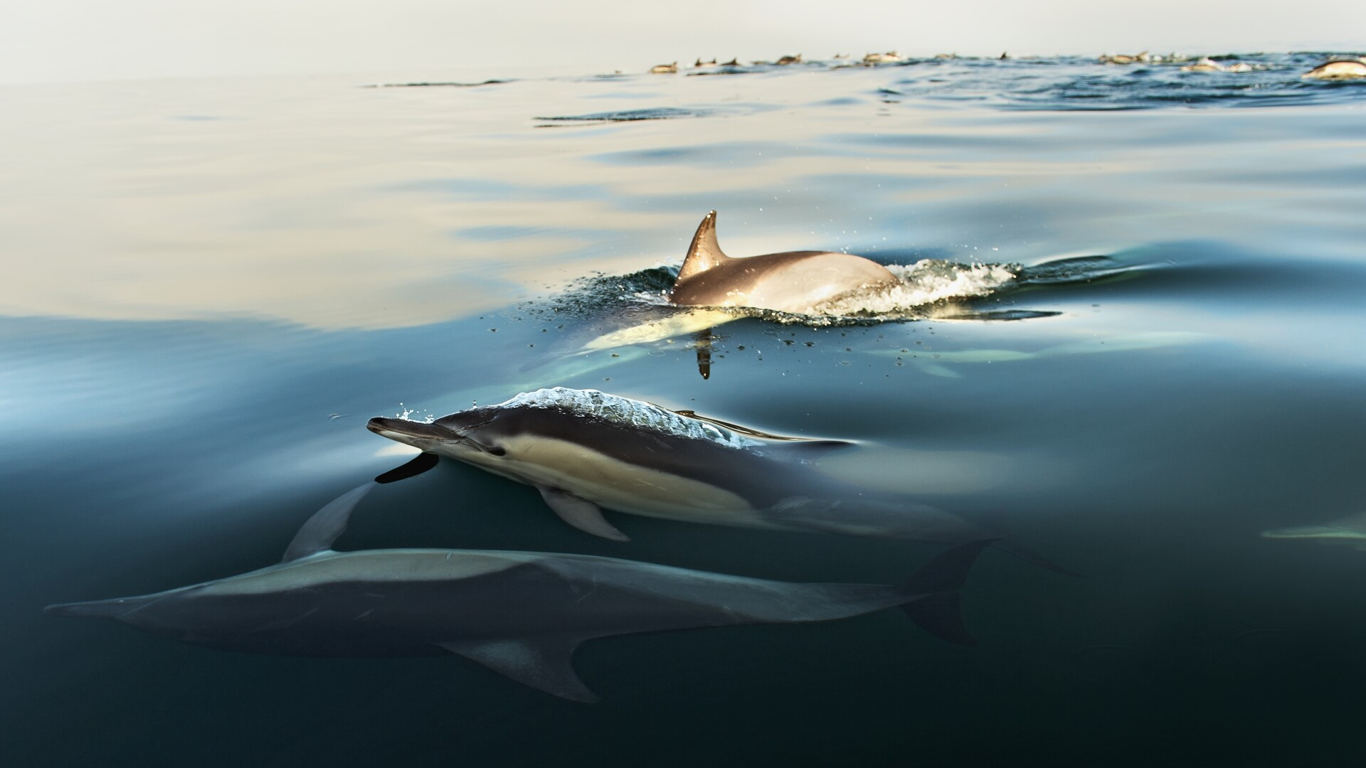 Peste 100 de delfini au fost găsiţi morţi într-un lac amazonian. Ce spun specialiștii