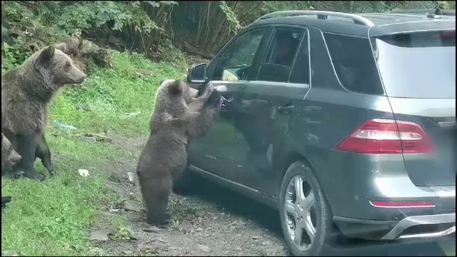 Momentul în care un ursuleț vrea să deschidă portiera unei mașini, pe Transfăgărășan. Cum a reacționat șoferul