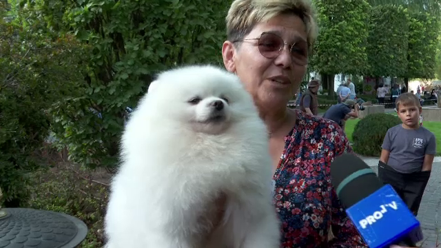 Sute de câini de rasă s-au întrecut la Iași, la un concurs de frumusețe. Exemplarele care au furat privirile juriului