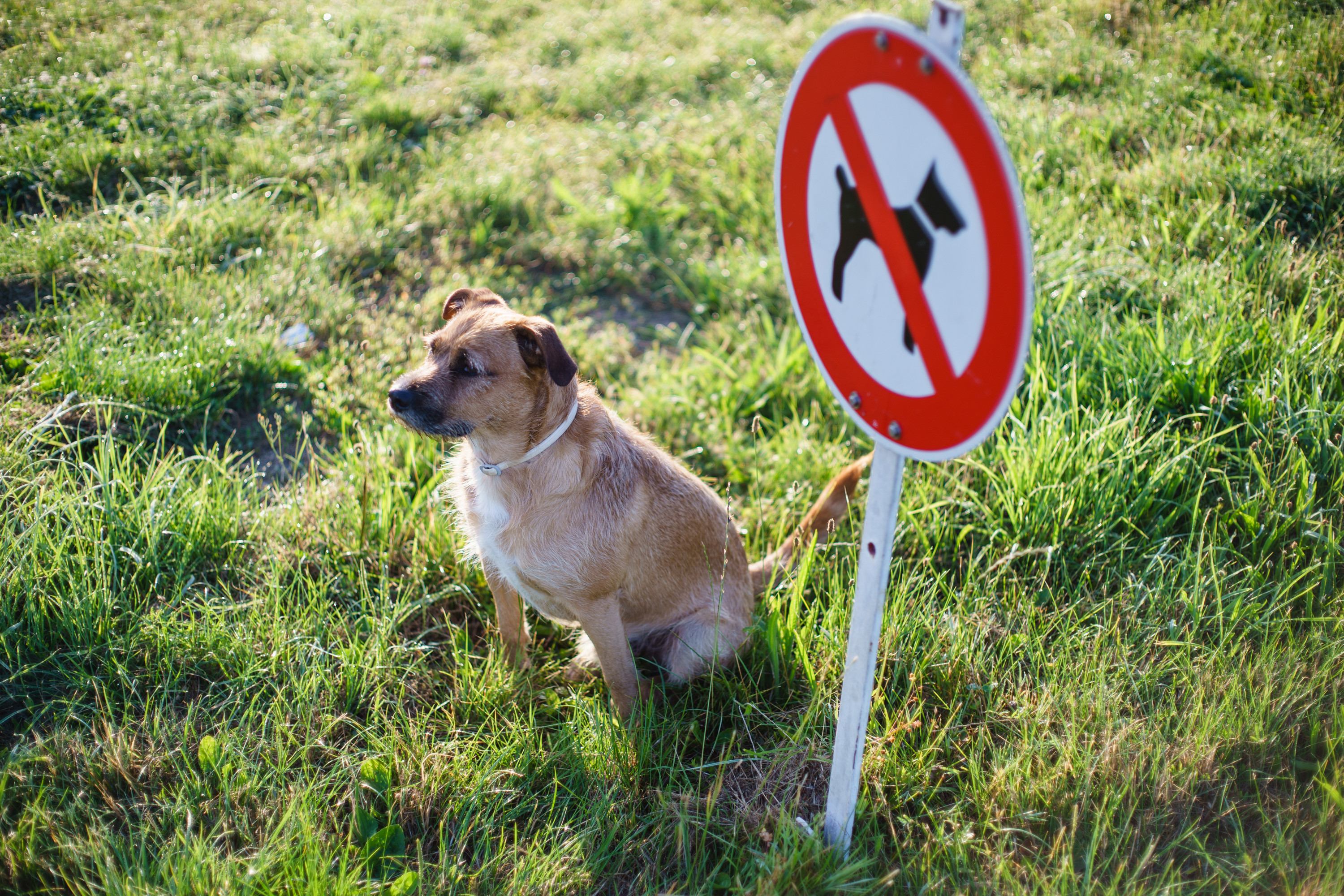 Orașul din Europa unde este interzisă plimbarea câinilor în parcuri. Cel mai aproape loc, la o oră distanță