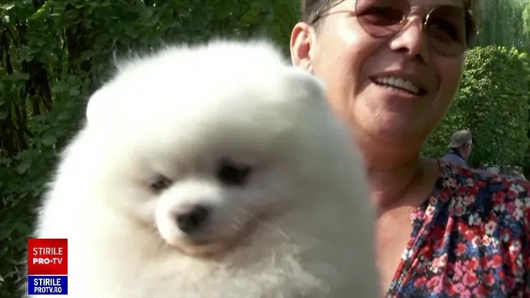 Sute de câini de rasă s-au întrecut la Iași, la un concurs de frumusețe. Exemplarele care au furat privirile juriului