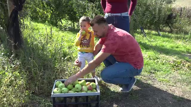 Fructe pe alese, direct din pom! Mulți dintre cei care vor să cumpere mere nu se mai duc în piețe, ci în livadă