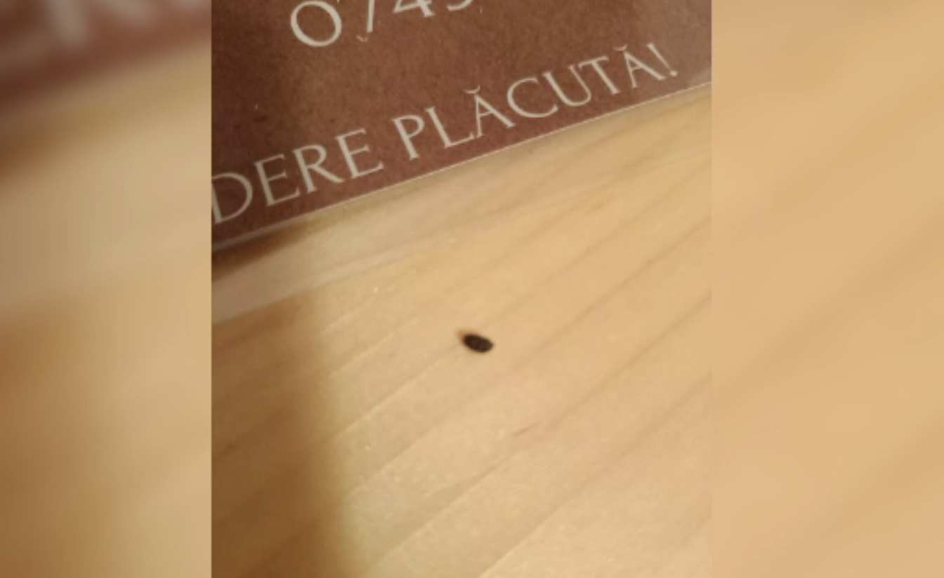 Invazie de ploșnițe de pat la o pensiune din Maramureș. Turiștii au fugit a doua zi, proprietarul spune că le-au „plantat”