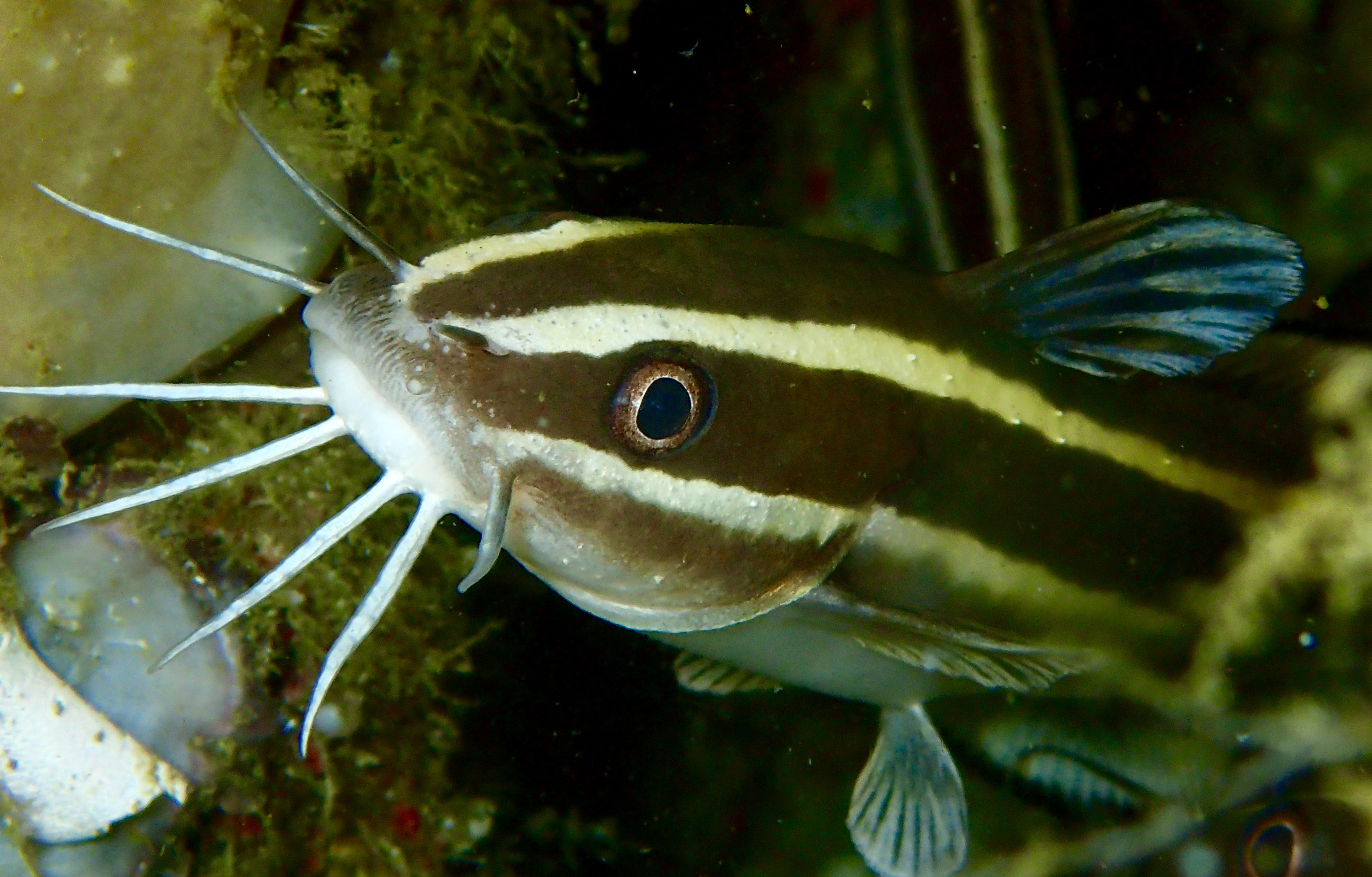 Un peşte veninos a fost semnalat în apele insulei Cipru. Veninul lui poate provoca moartea