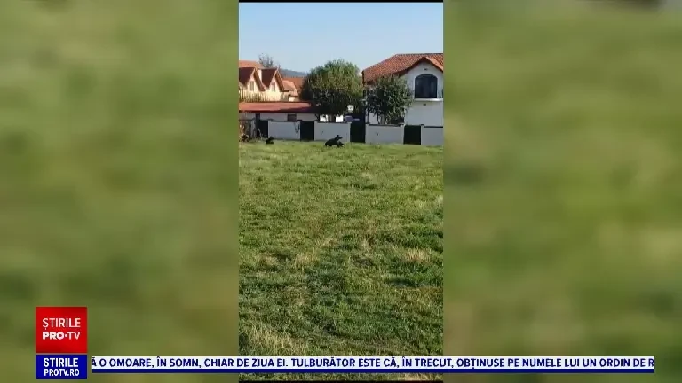 Urșii fac ravagii în gospodăriile din județul Gorj. Au spart ferestre și uși în căutare de hrană și au ucis animale