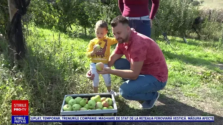 Fructe pe alese, direct din pom! Mulți dintre cei care vor să cumpere mere nu se mai duc în piețe, ci în livadă