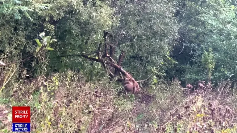 Proiectul de lege care permite vânătoare a 500 de urși ajunge în Senat. ONG-urile de mediu protestează