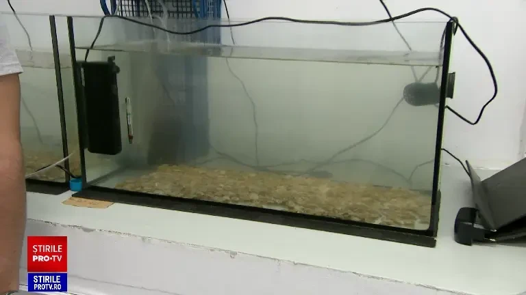 Demers fără precedent al biologilor marini din România. Vor să populeze tot litoralul cu o moluscă