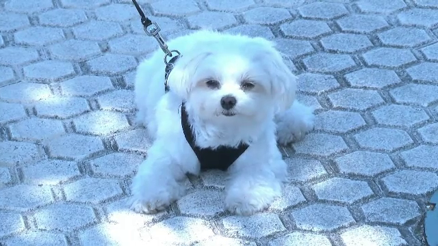 „Ne așteptăm la o creștere a abandonului.” Spania a adoptat noi măsuri pentru protejarea bunăstării animalelor de companie