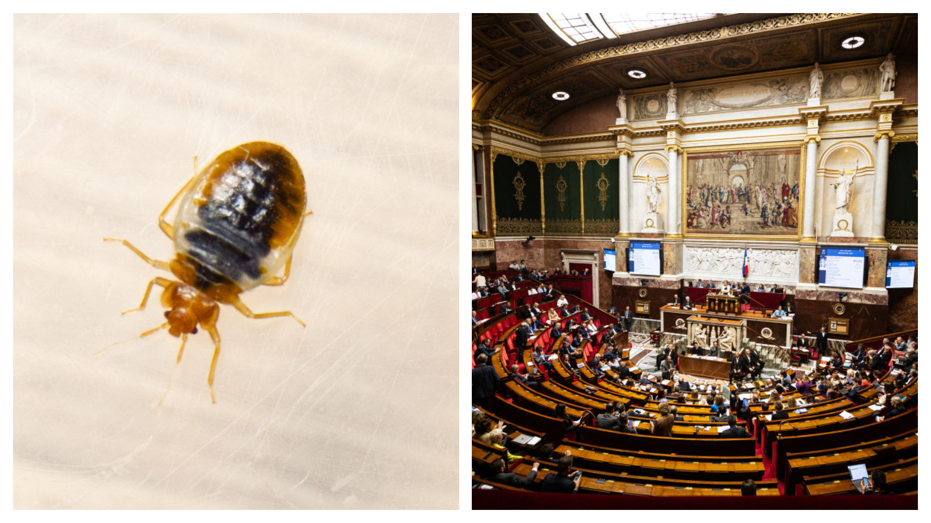 Război total în parlamentul Franței din cauza ploșnițelor. "E nevoie să infesteze și sediul Guvernului ca să reacționați?"