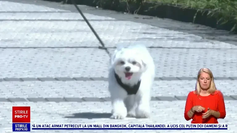 „Ne așteptăm la o creștere a abandonului.” Spania a adoptat noi măsuri pentru protejarea bunăstării animalelor de companie