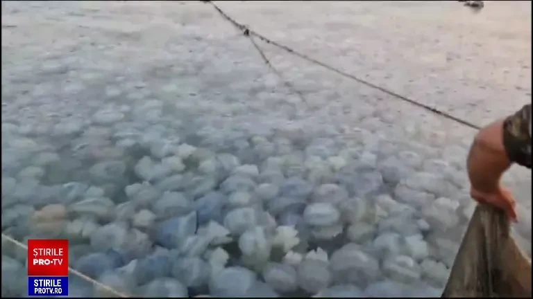 Fenomen spectaculos în Marea Neagră. O creatură marină a invadat litoralul românesc, iar apa și-a schimbat culoarea