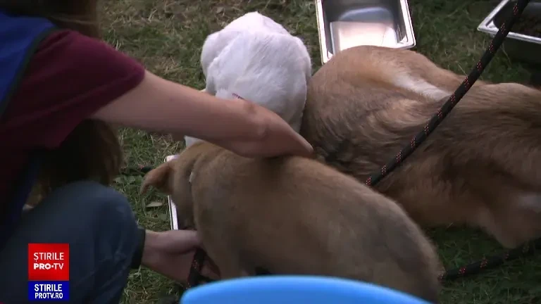 „Îmi vine să plâng. Am văzut-o și m-am oprit”. Reacția unei tinere care a adoptat o pisică, la un târg din Capitală