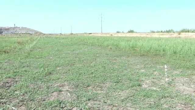 „Toți banii s-au dus în van.” Românii care au vrut să își împădurească pârloagele s-au trezit că sunt în afara legii