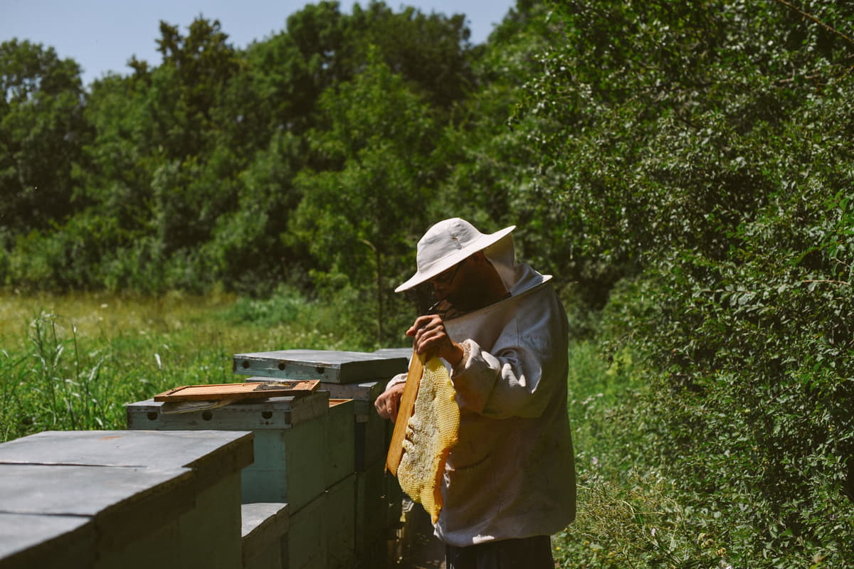 (P) Care este starea apiculturii în România și de ce avem nevoie de o legislație clară pentru produsele apicole