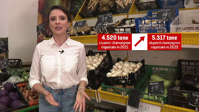 Cât costă un kilogram de hribi. Ciupercile culese din ciupercăriile românești pleacă la export