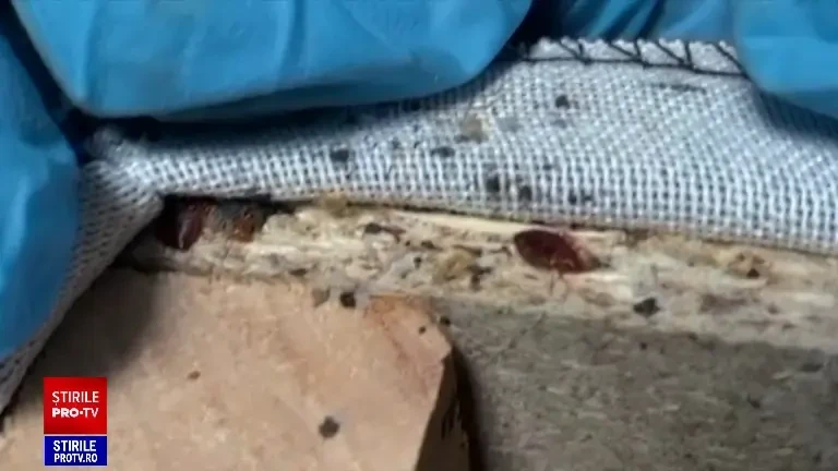 Războiul cu ploșnițele continuă în Franța. Firmele de dezinfecție sunt chemate tot mai des să facă curat în apartamente