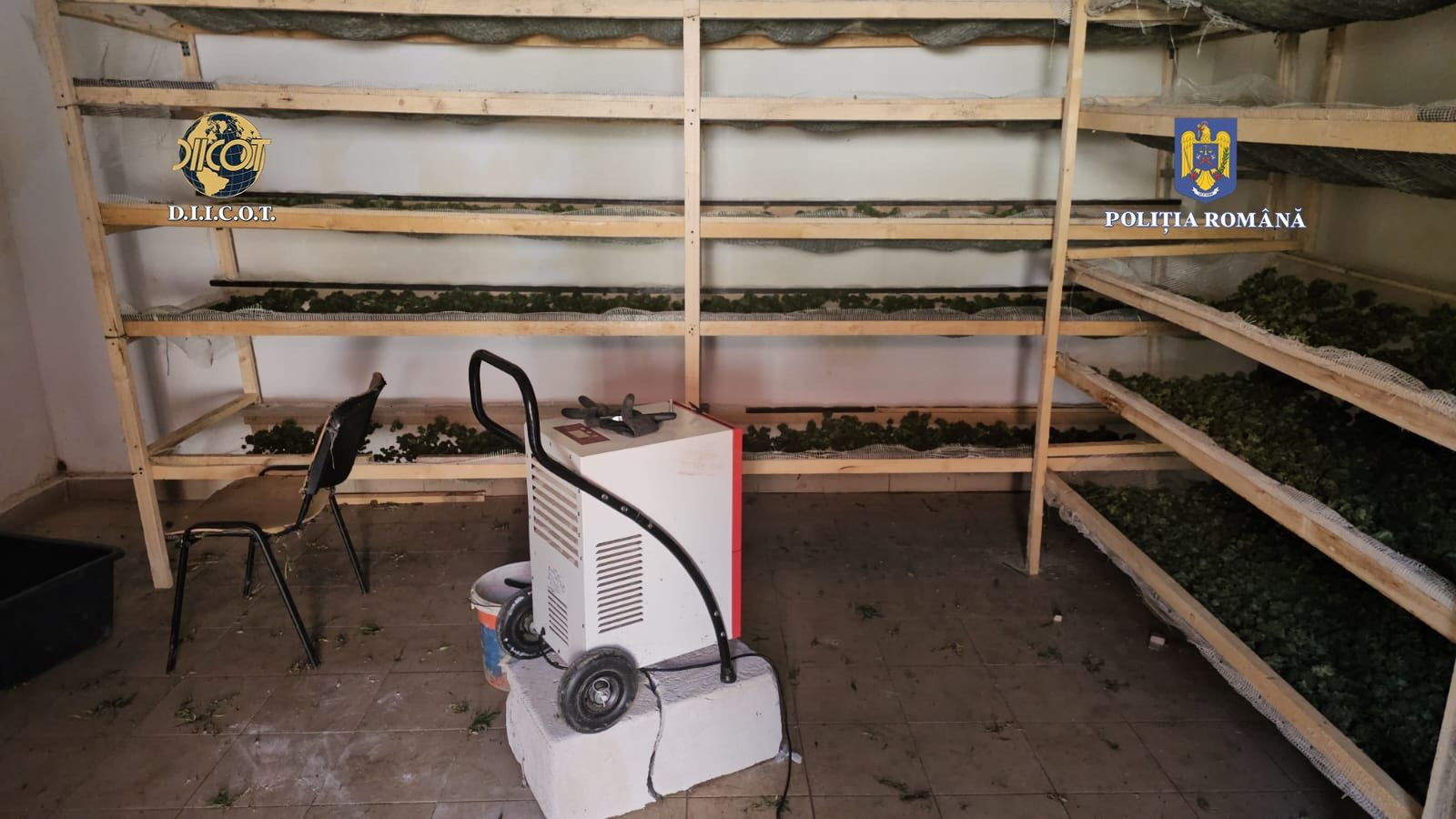 Cultură de canabis de 4.000 de metri pătraţi, descoperită în Timiş. Plantele erau protejate cu camere video | FOTO