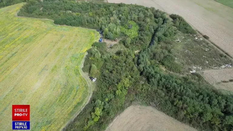 Plantație de canabis în Timiș, ca în junglele columbiene. Proprietar este fiul unui fost lider de sindicat de la Apele Române