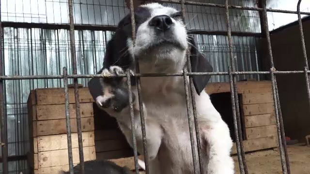 Ți-ai pierdut animalul de companie în București? Suma pe care s-ar putea să o plătești pentru revendicarea lui