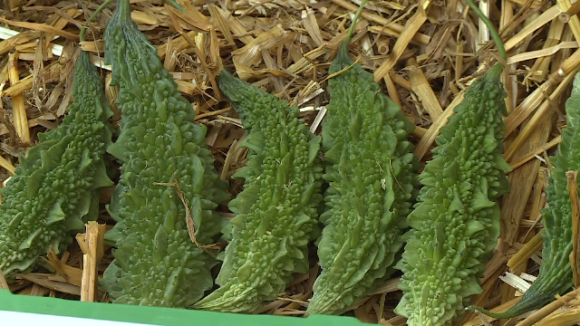 Multe fructe și legume exotice pot fi aclimatizate cu succes la noi. Ce au reușit să facă studenții de la Horticultură