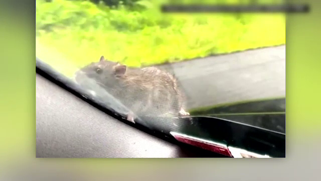 Surpriză de proporții pentru un șofer din New York. S-a trezit cu un șobolan pe capotă | VIDEO