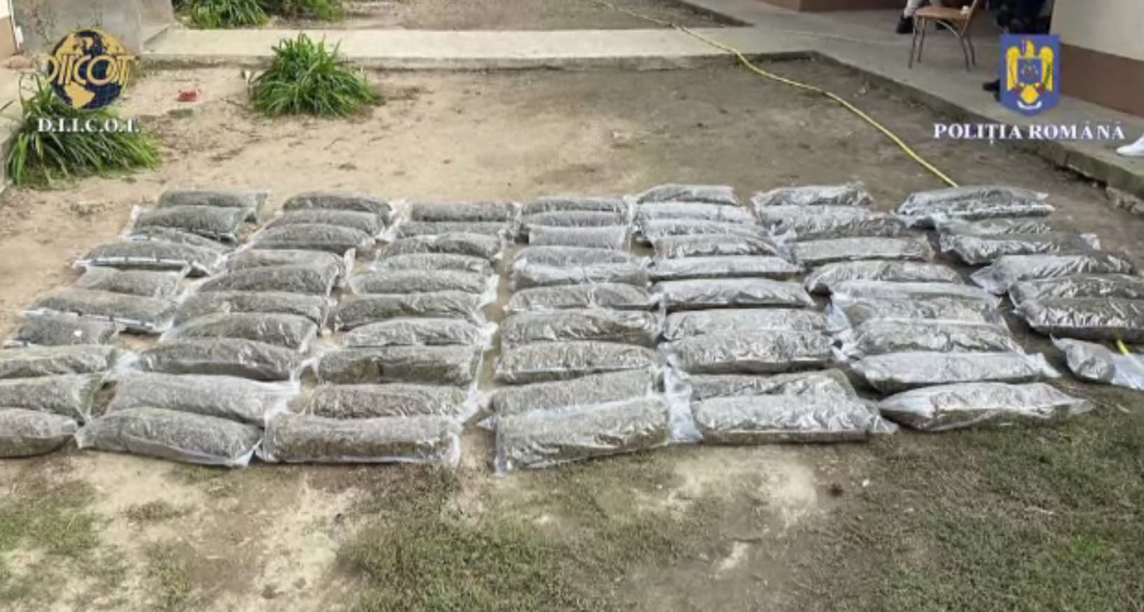 Detalii în cazul plantației de canabis de la cantonul Apelor Române. „Era destul de mare traficul seara”