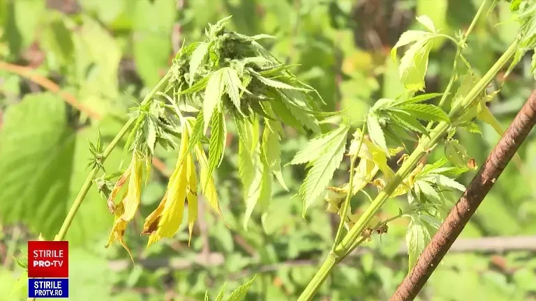 Detalii în cazul plantației de canabis de la cantonul Apelor Române. „Era destul de mare traficul seara”