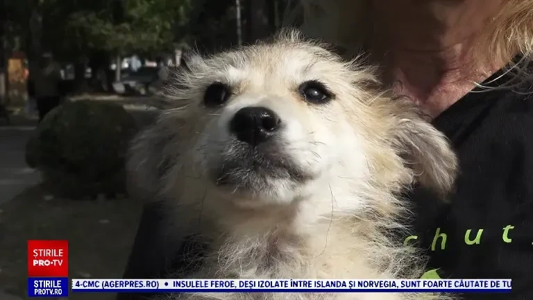 Zeci de câini abandonați își caută o casă. Adăposturile, tot mai aglomerate: Pentru câini adăpostul este închisoare