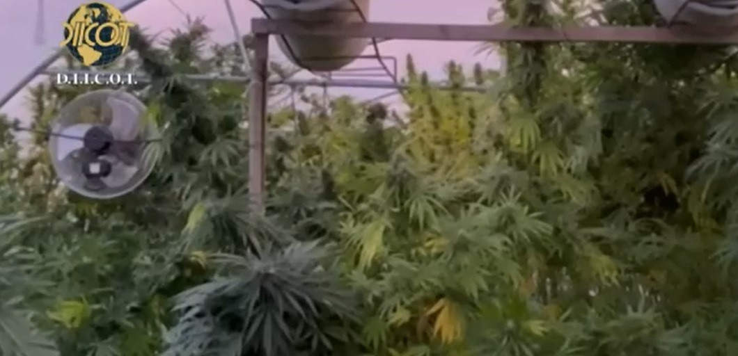 Un olandez a cultivat canabis lângă un cimitir din Dâmbovița. Ce au găsit anchetatorii la percheziții