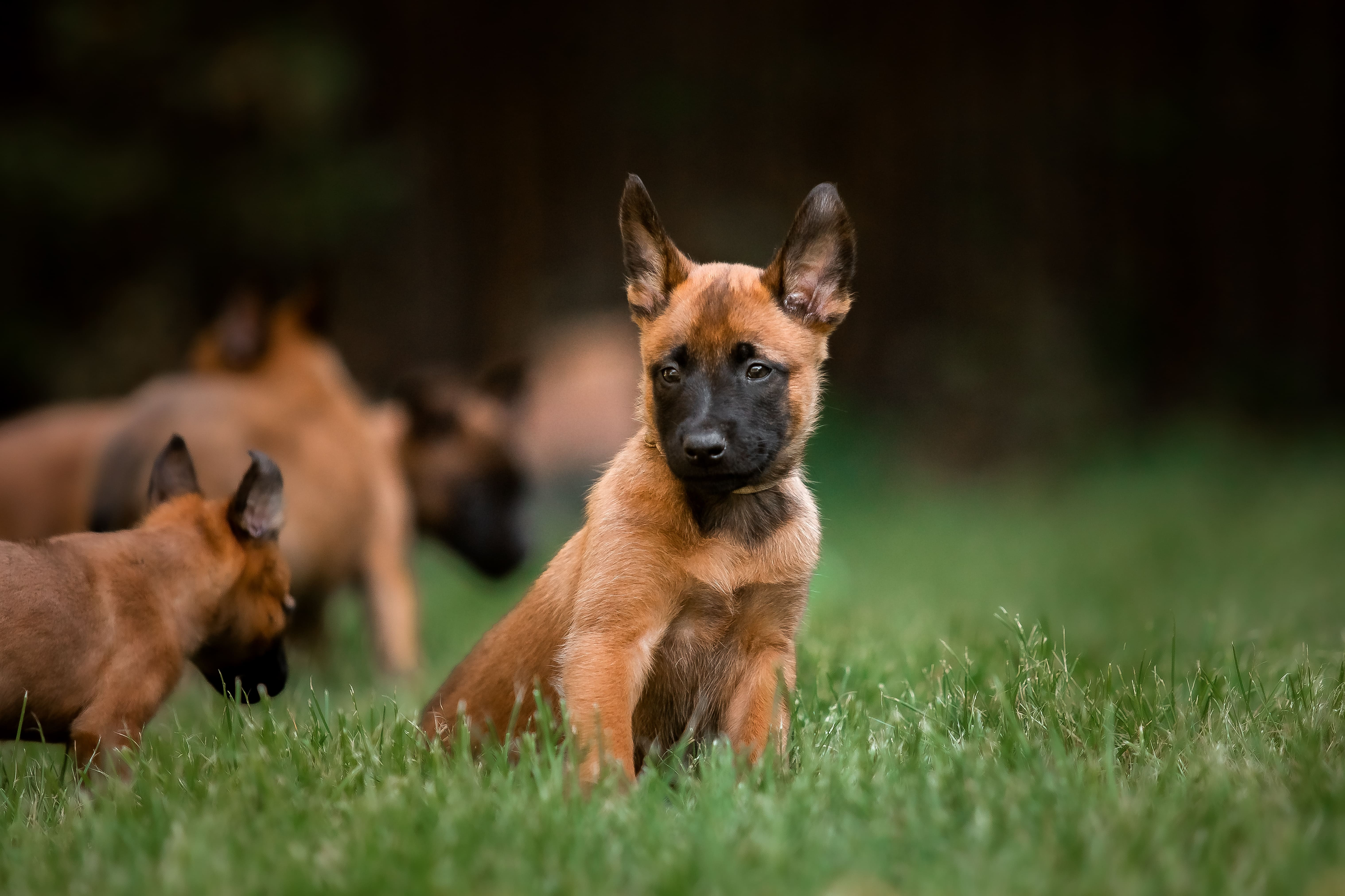 malinois