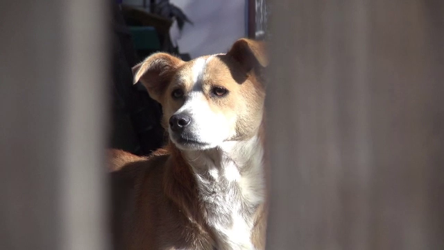 Medic veterinar din Neamț, trimis în judecată pentru că ar fi omorât 13 câini ai unei familii din vecini