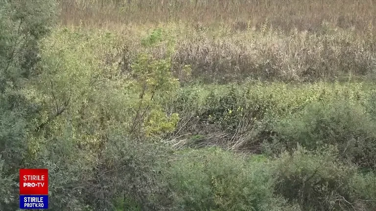 Doi tineri din Mureș au cultivat canabis lângă porumb, crezând că nu vor fi văzuți. Au fost surprinși chiar de oamenii legii