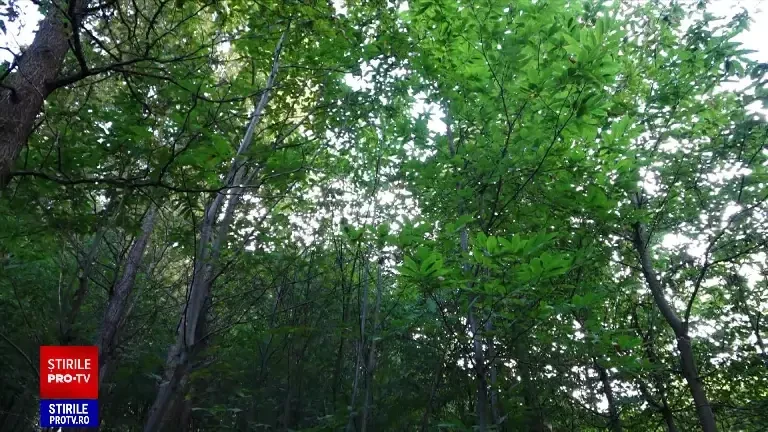 Castanii cu fructe comestibile, salvați după mai bine de zece ani de tratamente. Boala care a făcut ravagii în aceste culturi