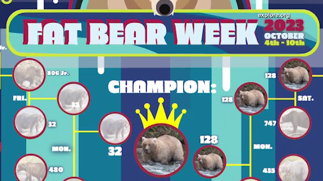 Îngrijitorii unui parc naţional din Alaska l-au căutat pe cel mai dolofan Moș Martin din regiune. Cine a câștigat concursul