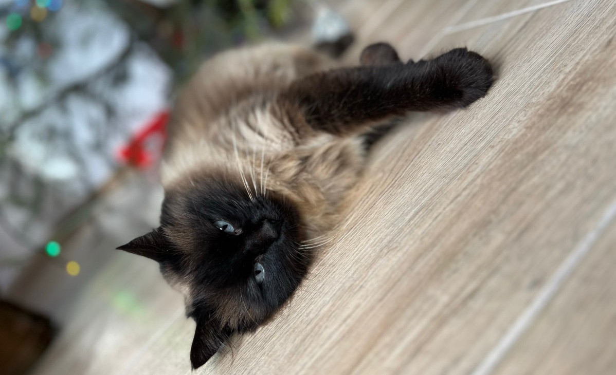 Cât timp poți să lași pisica singură în casă. Opinia specialiștilor în îngrijirea animalelor de companie