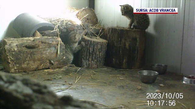 Pui de pisică sălbatică, găsiți la noi în țară. Oamenii au crezut că sunt pisici domestice