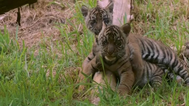 VIDEO. Doi pui de tigri de Sumatra, o specie aflată într-un uriaș pericol de extincție, se joacă într-un parc din SUA