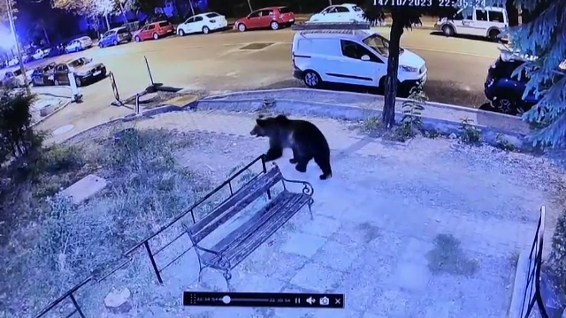 Un urs s-a plimbat pe strada ce-i poartă numele, în Bistrița. Ce au făcut jandarmii