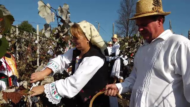 vita de vie, struguri