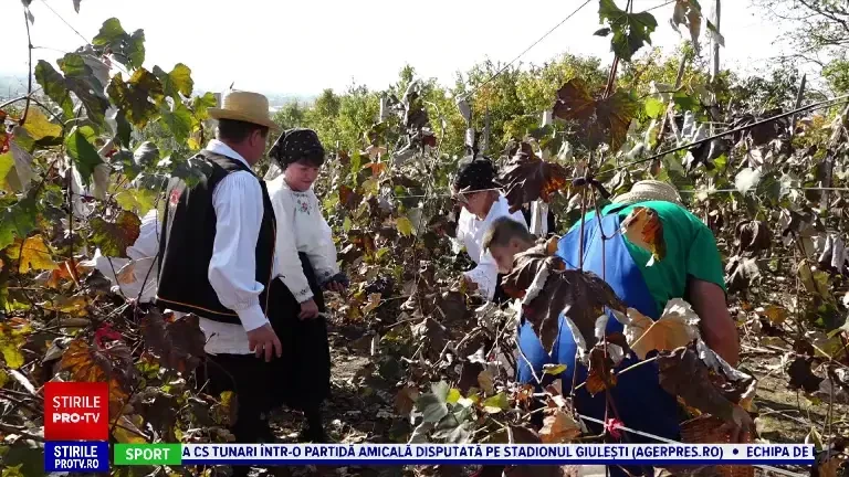 Tradiții românești. În Maramureș, oamenii harnici suretesc, adică se apucă să adune strugurii din vie