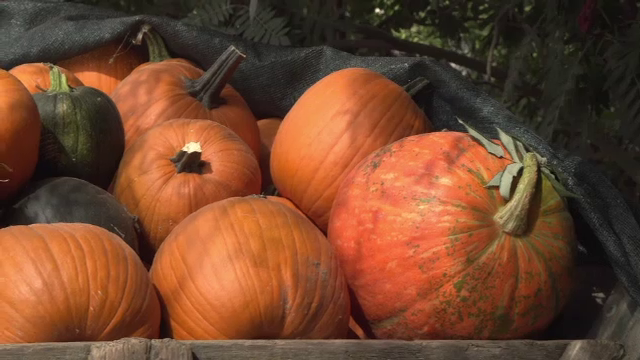 Dovlecii, la mare căutare în această perioadă. Cât costă un kilogram