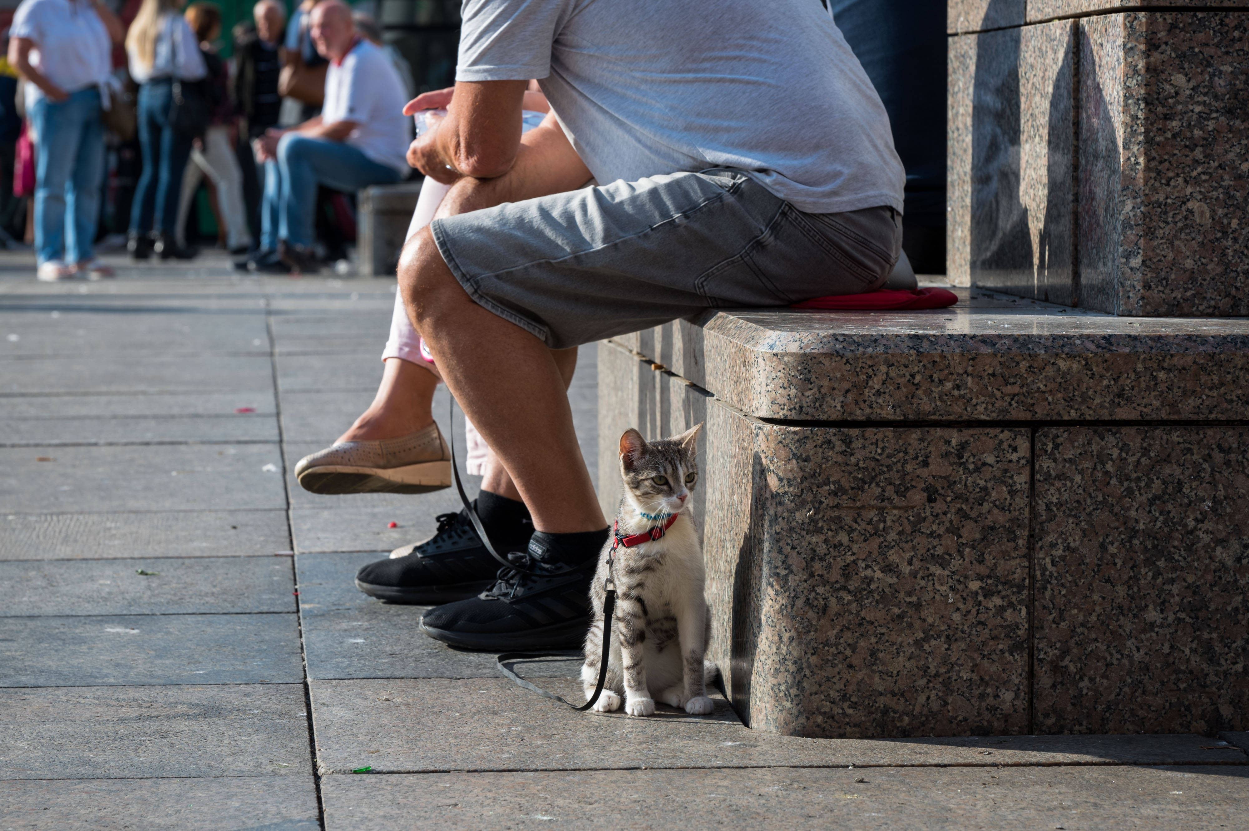 A tras cu pușca în pisica vecinului. Pisica a scăpat, dar agresorul nu