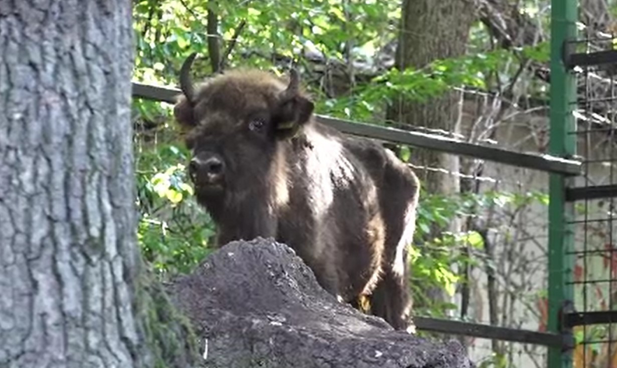 România se implică în repopularea Caucazului cu zimbri. O femelă crescută în Târgu Mureș va ajunge în Azerbaidjan