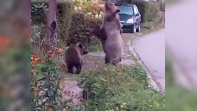 Ursoaică cu doi pui, filmată la Slănic Moldova. Animalele sălbatice s-au înfruptat din câteva mere căzute