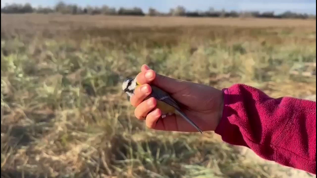 Apariții neobișnuite în România. Două specii extrem de rare au fost observate pe coasta Mării Negre