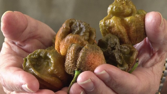 Cel mai iute ardei din lume, în Cartea Recordurilor. Cum a fost descoperit