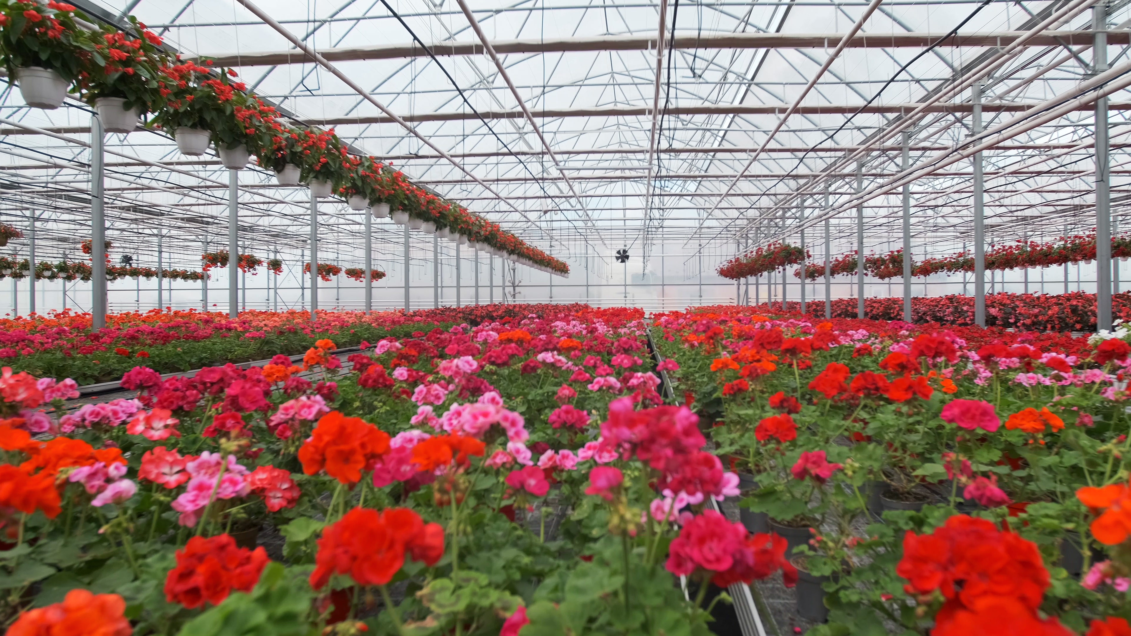 De frica hoţilor, un florar din Sibiu a ajuns să doarmă de luni de zile într-un microbuz ca să-şi păzească sera